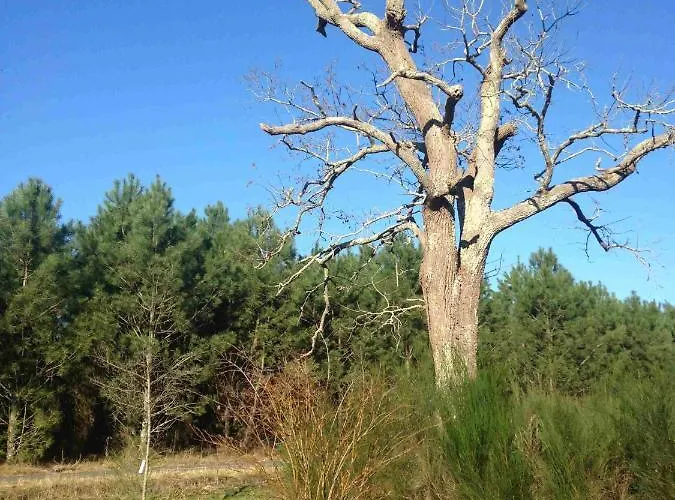 Σπίτι διακοπών Charlot Lesperon (Landes)